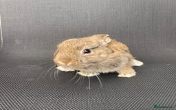 French Lop rabbits for sale: Baby lops  - Image 29