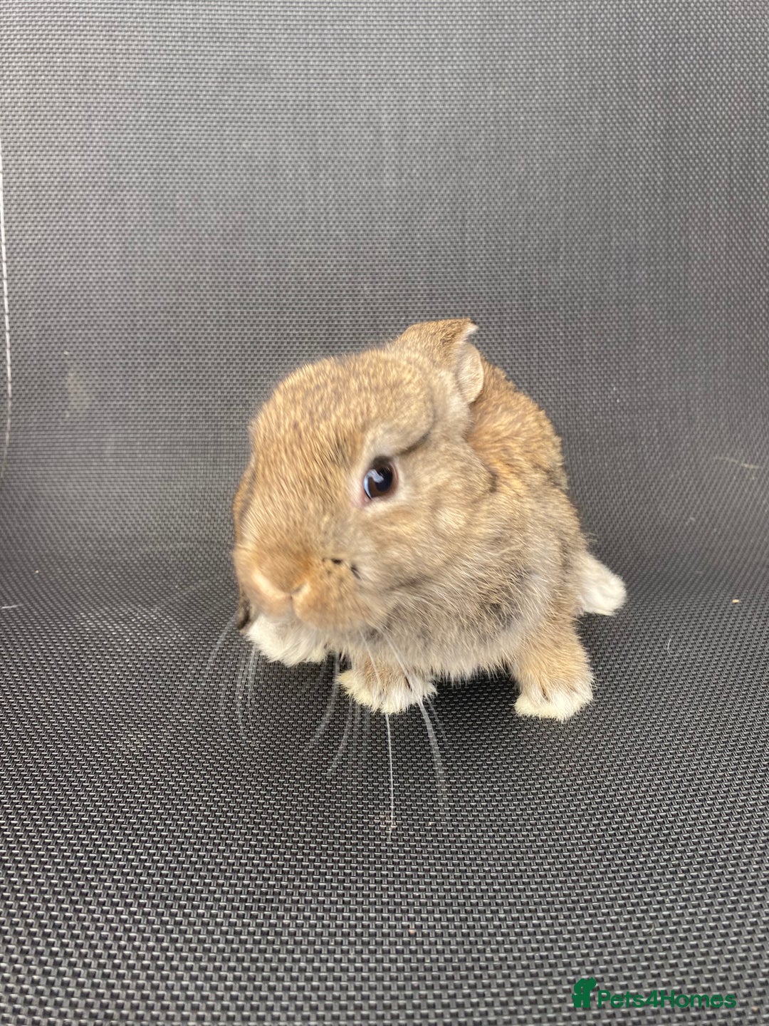 French Lop rabbits for sale: Baby lops  - Image 29
