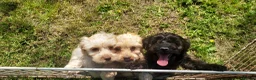 Cockapoo dogs for sale: Genuine f1 cockapoo puppies. - Advert 6