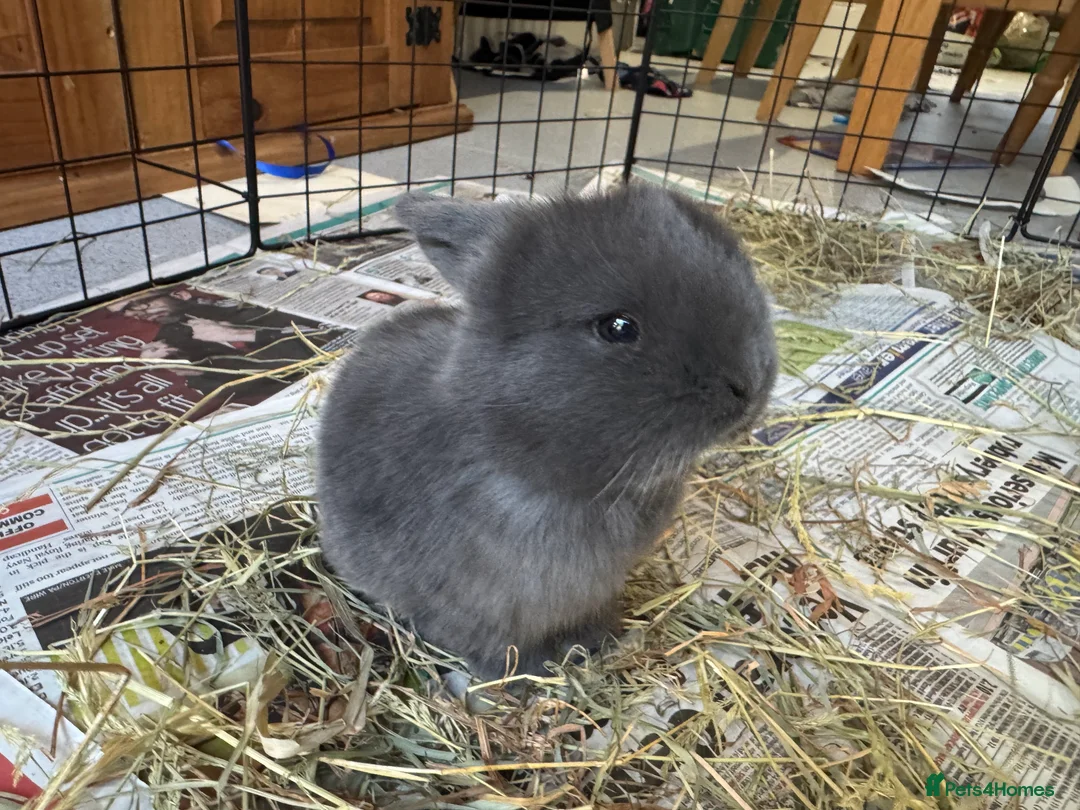 Mini Lop rabbits for sale: Mini Lop boy in Ipswich - Advert 2