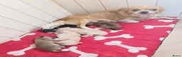 Chihuahua dogs for sale: Beautiful Chihuahua Puppies - Advert 14