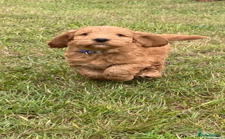Cockapoo dogs - Advert 1