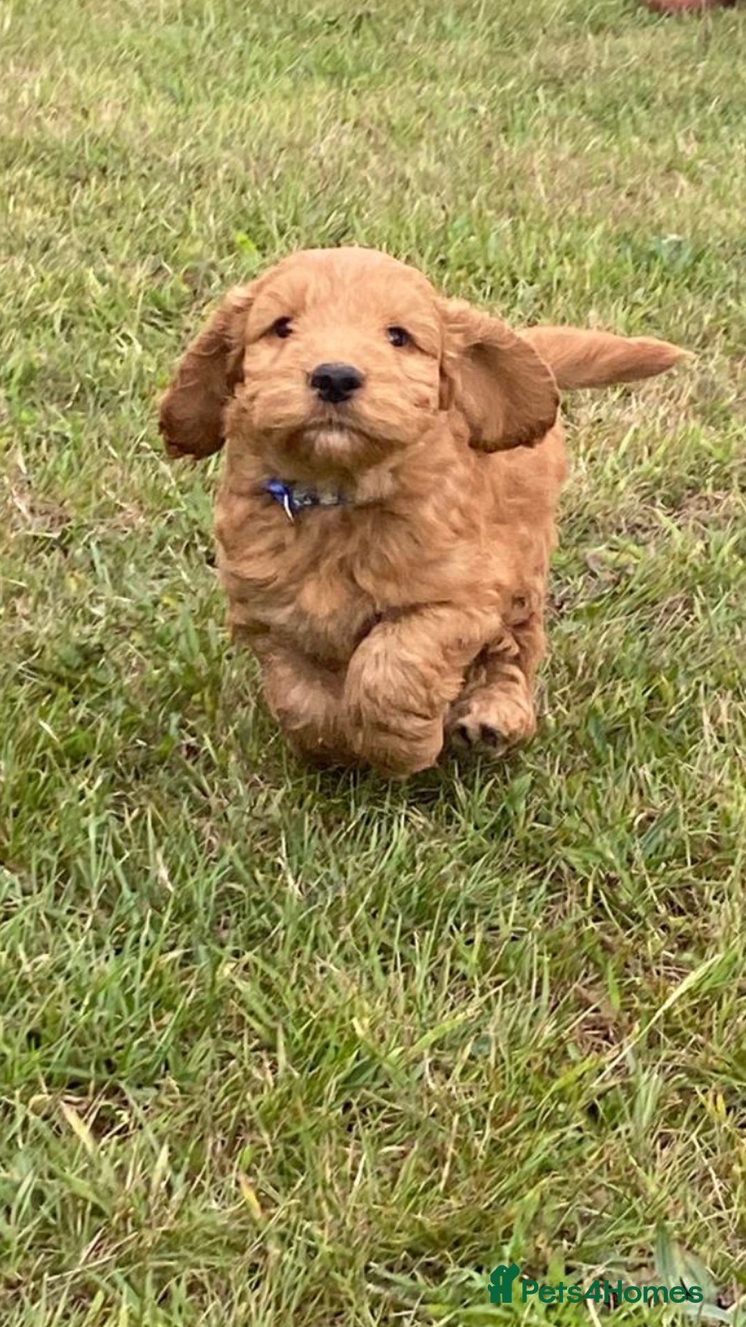 Cockapoo dogs for sale: One boy, cute, full of curiosity and cuddles - Image 4