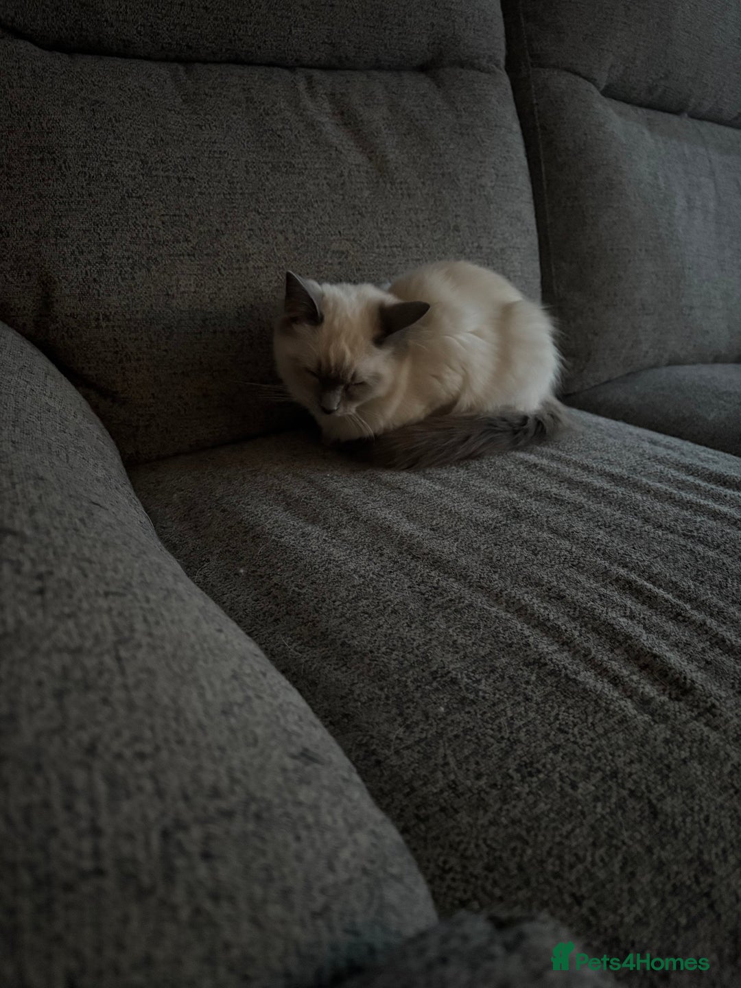 Ragdoll cats for sale: Beautiful GCCF Ragdoll Kittens  - Advert 4