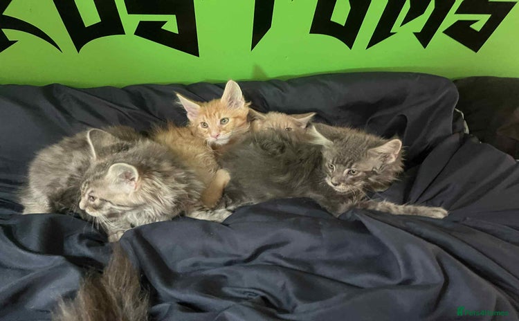 Maine Coon cats - Advert 10