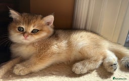 British Shorthair cats for sale: Champion line golden BSH - Image 2
