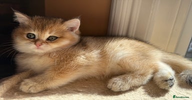 British Shorthair cats - Advert 3