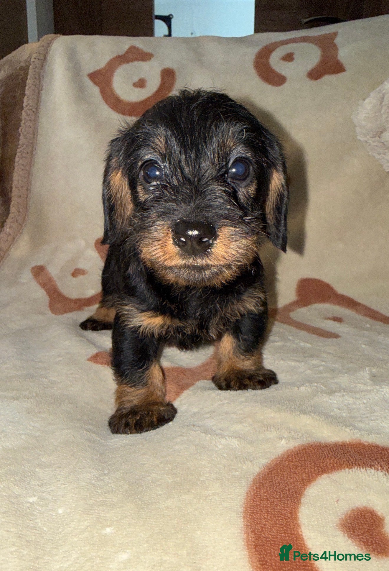 Miniature Dachshund dogs 💜Stunning KC Mini Wirehair Dachshunds💜 - Advert 10