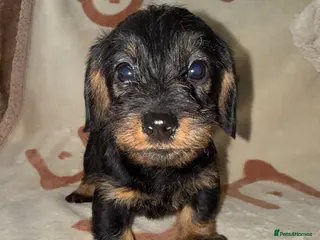 Miniature Dachshund dogs 💜Stunning KC Mini Wirehair Dachshunds💜 - Advert 12