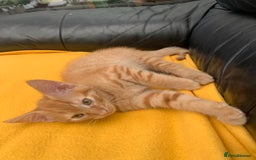 British Longhair cats for sale: 5 adorable male kittens - Image 3
