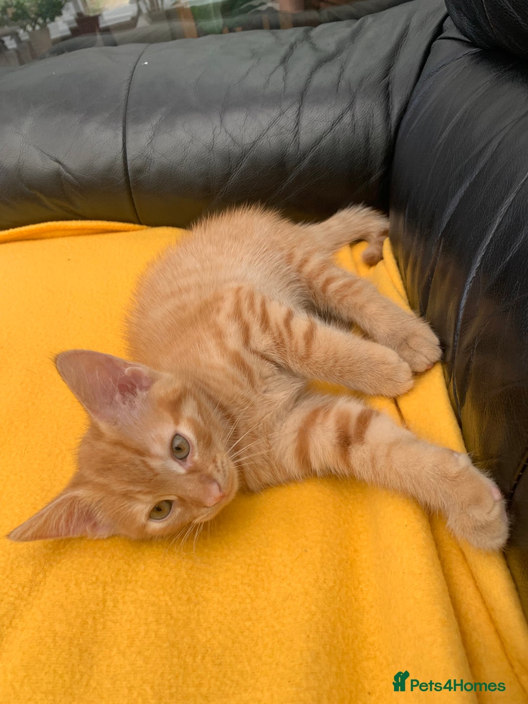 British Longhair cats for sale: 5 adorable male kittens - Image 3