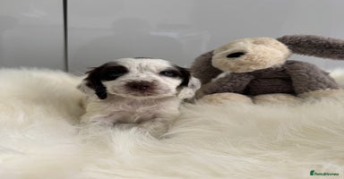 Cocker Spaniel dogs - Advert 2