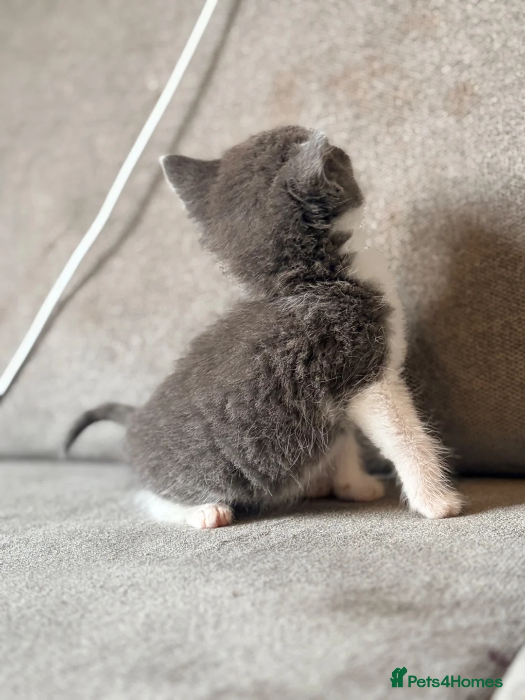 Russian Blue cats for sale: Russian x Bengal Kittens – Ready 21st July! - Advert 2