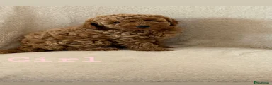 Cockapoo 3