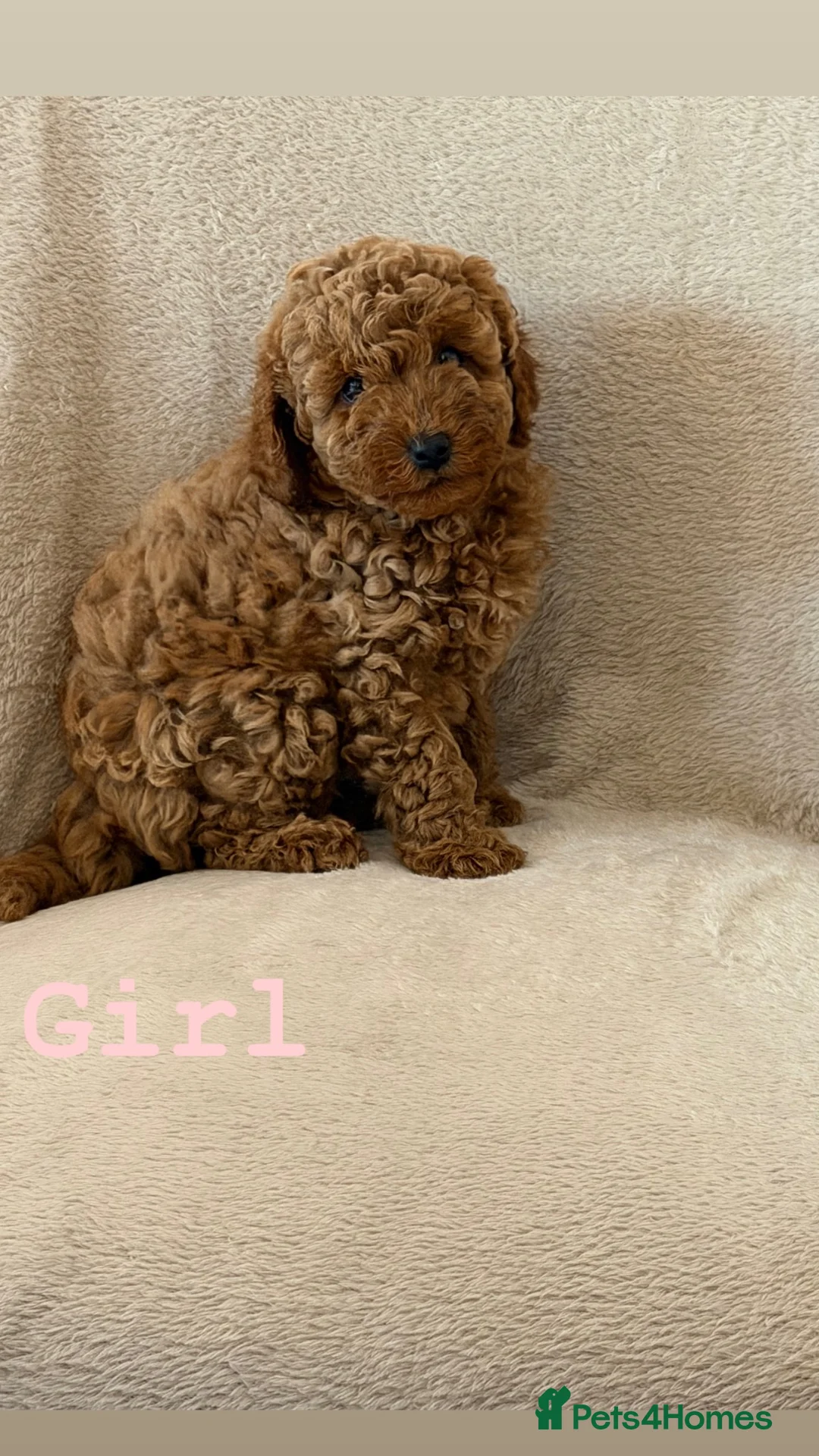 Cockapoo dogs for sale: F1b cockapoo puppies  - Advert 2