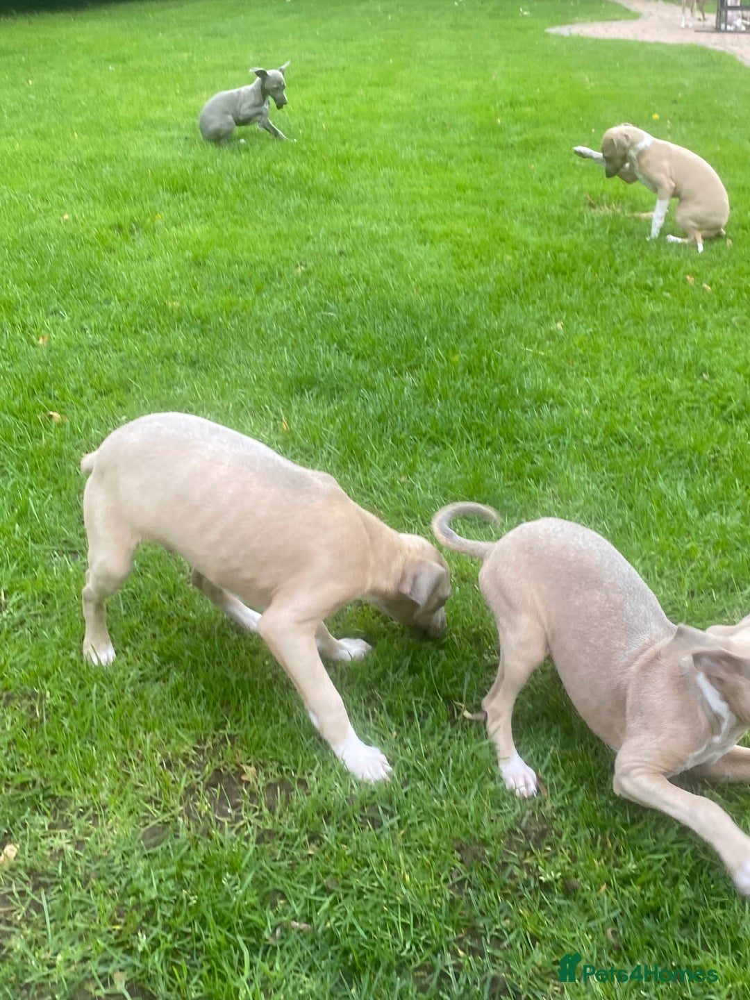 Mixed Breed dogs for sale: 2 beautiful Italian greyhounds  - Image 7