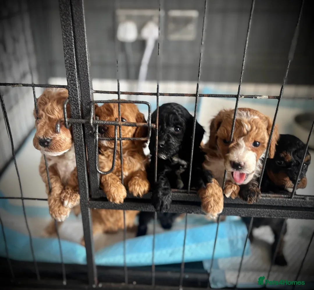 Cockapoo dogs for sale: Stunning cockapoodles  - Image 4