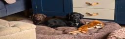 Sprocker dogs for sale: Spaniel puppies - Advert 2