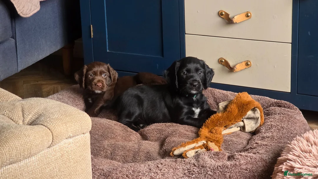 Sprocker dogs for sale: Spaniel puppies - Advert 2