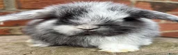 Mini Lop rabbits for sale: Pedigreed pure bred mini lops  - Advert 5