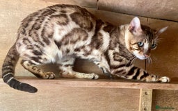 Bengal cats for sale: Stunning TICA Bengals - Image 21
