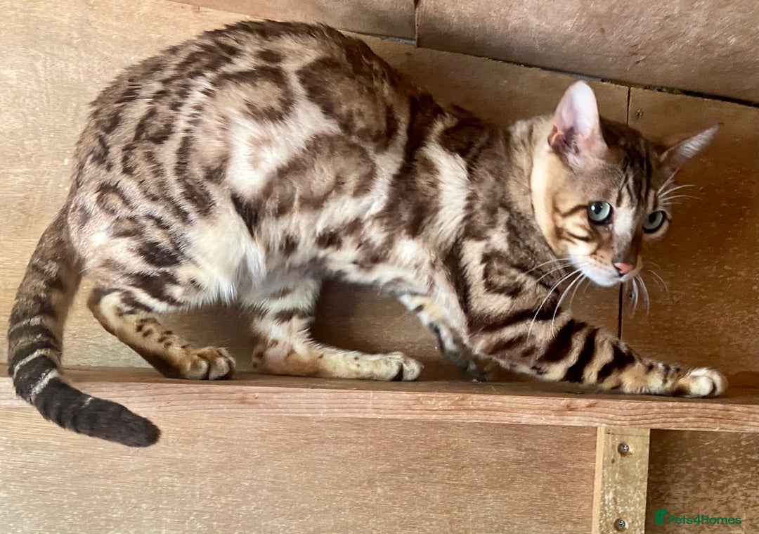 Bengal cats for sale: Stunning TICA Bengals - Image 21