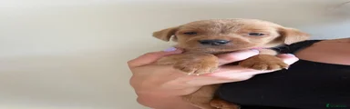 Labrador Retriever 5