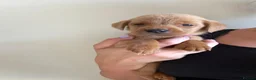 Labrador Retriever dogs for sale: Beautiful Red kc Labrador Puppies - Advert 12