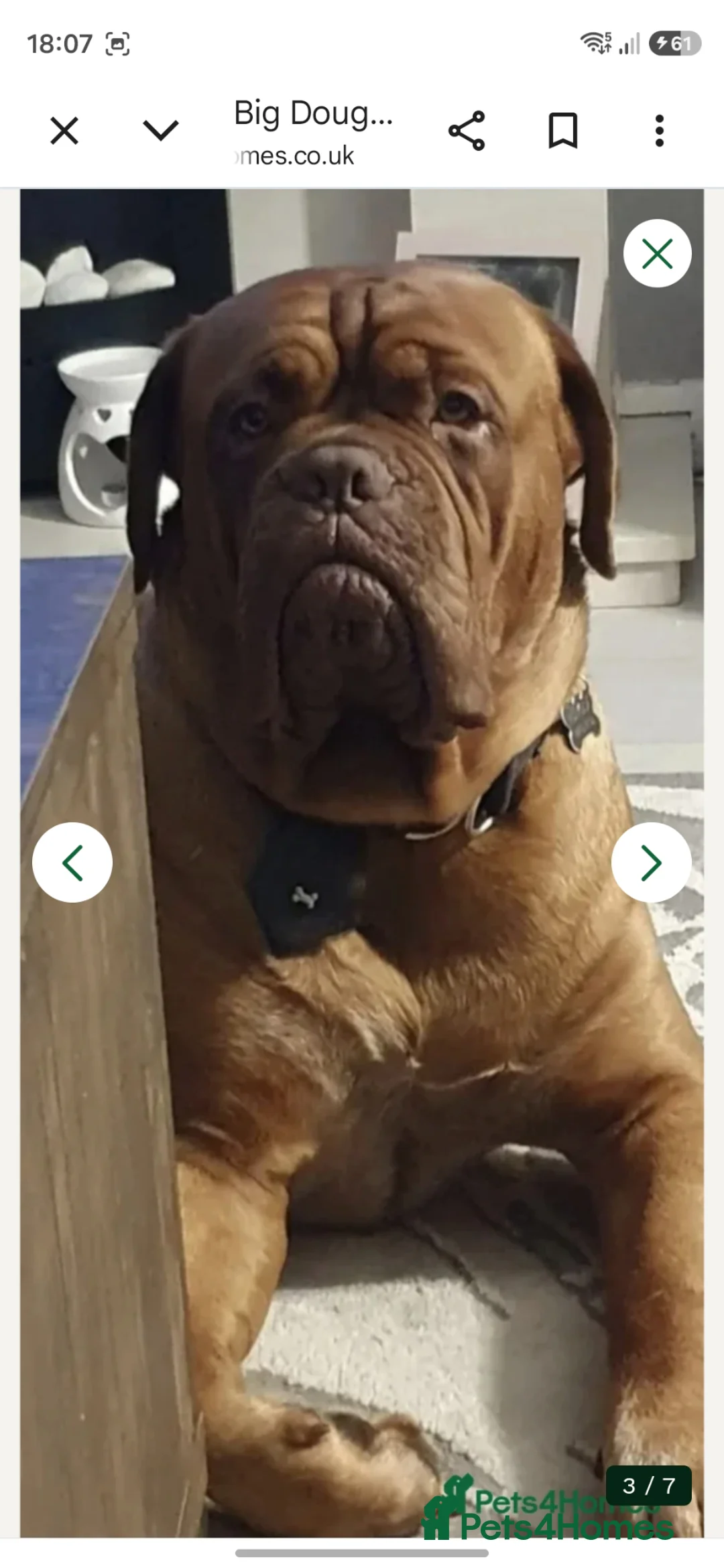 Dogue De Bordeaux dogs for stud: Big Dougie for stud - Advert 2