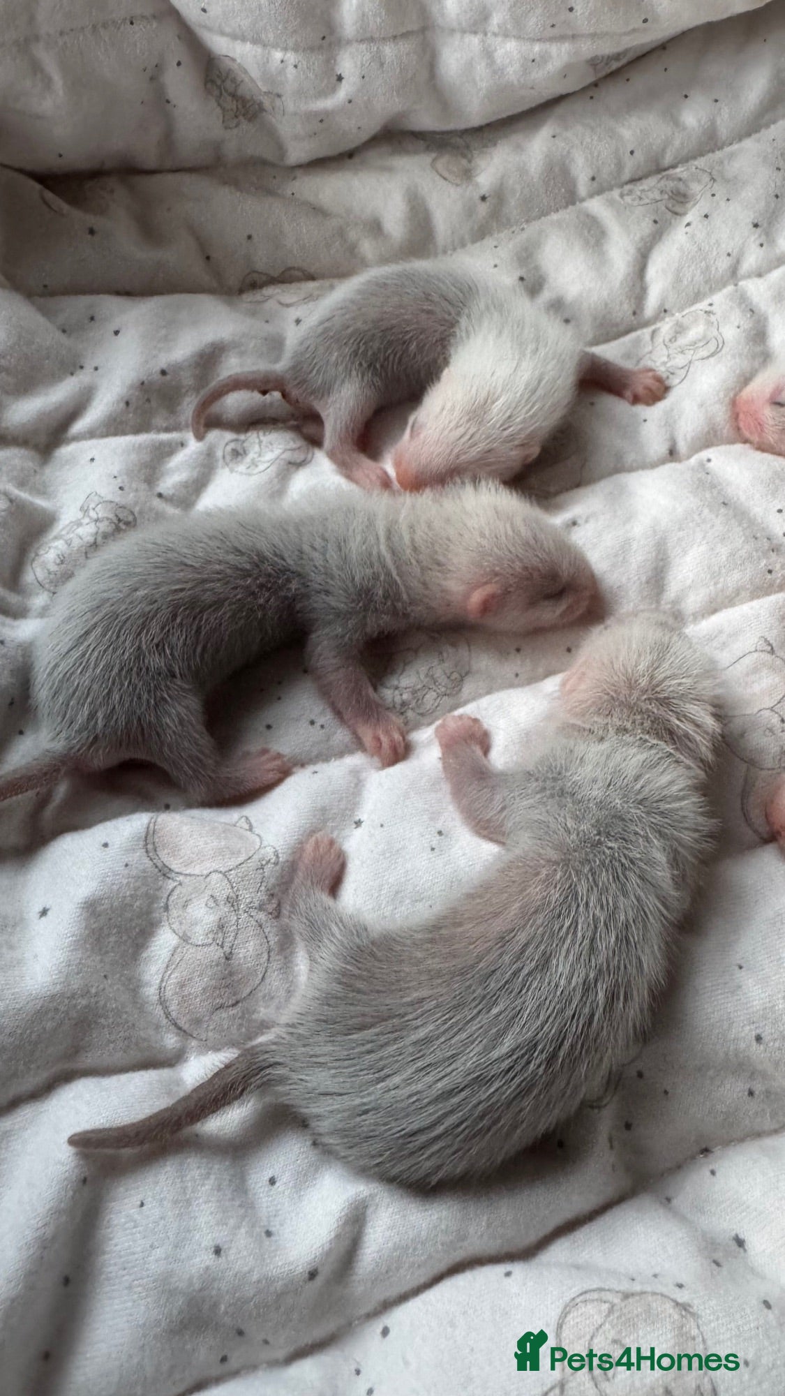 Ferret rodents Ferret Kits Ready To Leave 5th October - Advert 12