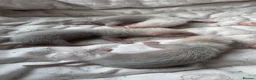 Ferret rodents for sale: Ferret Kits Ready To Leave 5th October - Advert 2