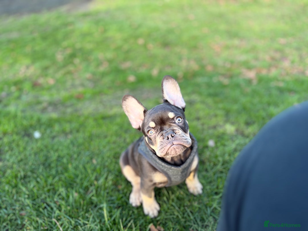 French Bulldog dogs for sale: bulldog franchie - Advert 11