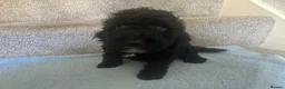 Cockapoo dogs for sale: *500*LAST  2 looking for their forever home  - Advert 6