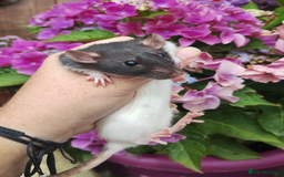 Rat rodents for sale: 2 beautiful female rats ready now  - Image 4
