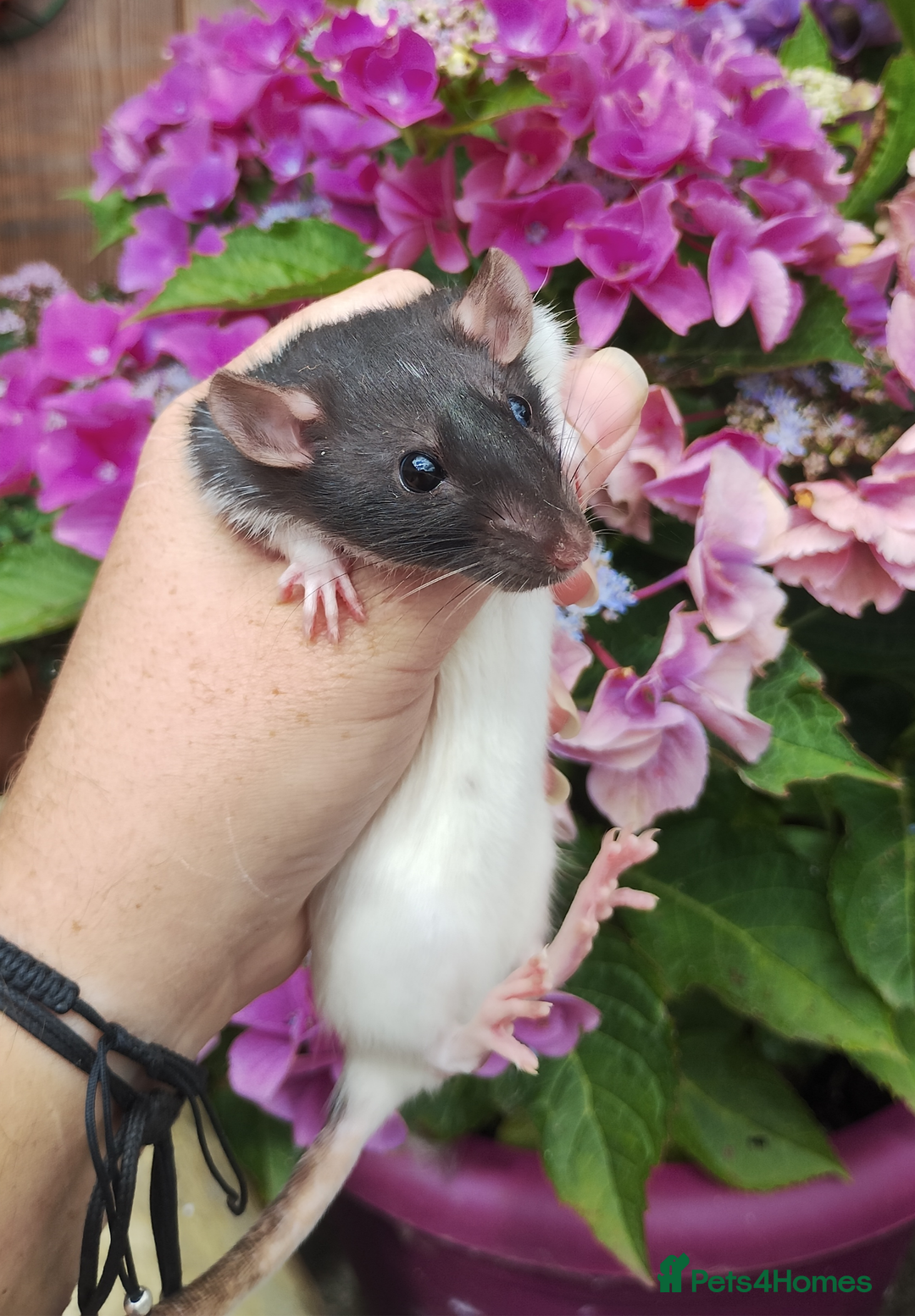 Rat rodents for sale: 2 beautiful female rats ready now  - Image 4