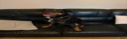 Smooth Collie dogs for sale: 10 month old collie cross bitch  in Minehead - Advert 3