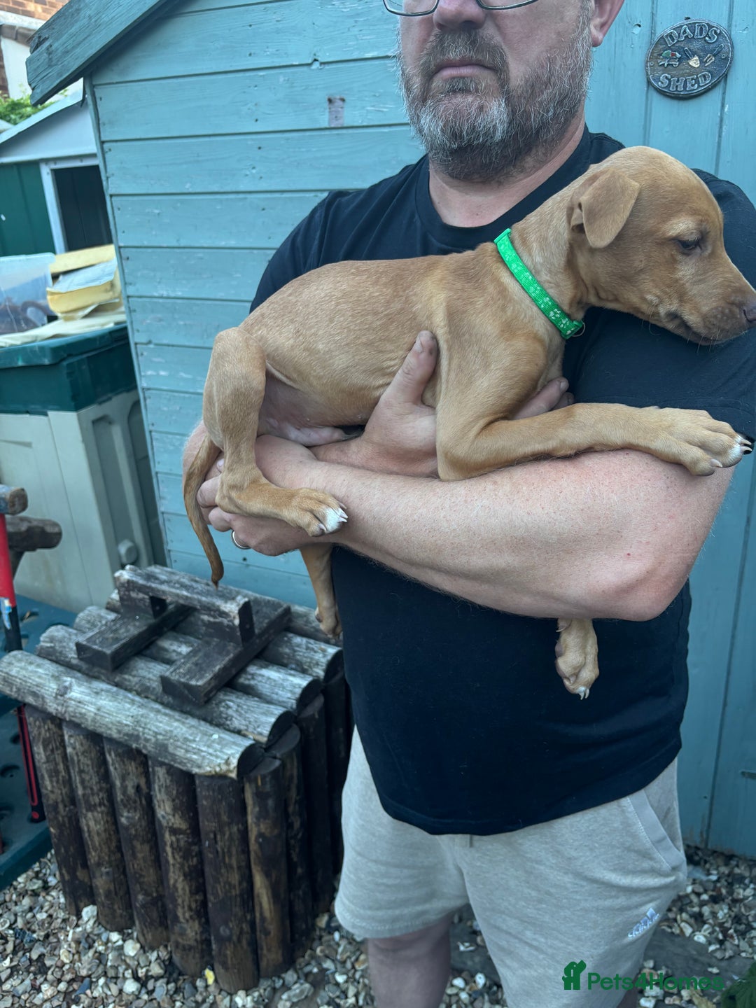 Lurcher dogs for sale: Lurcher Puppies  - Image 2