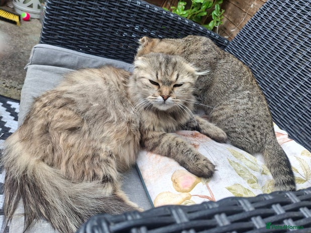 Mixed Breed cats - Advert 1