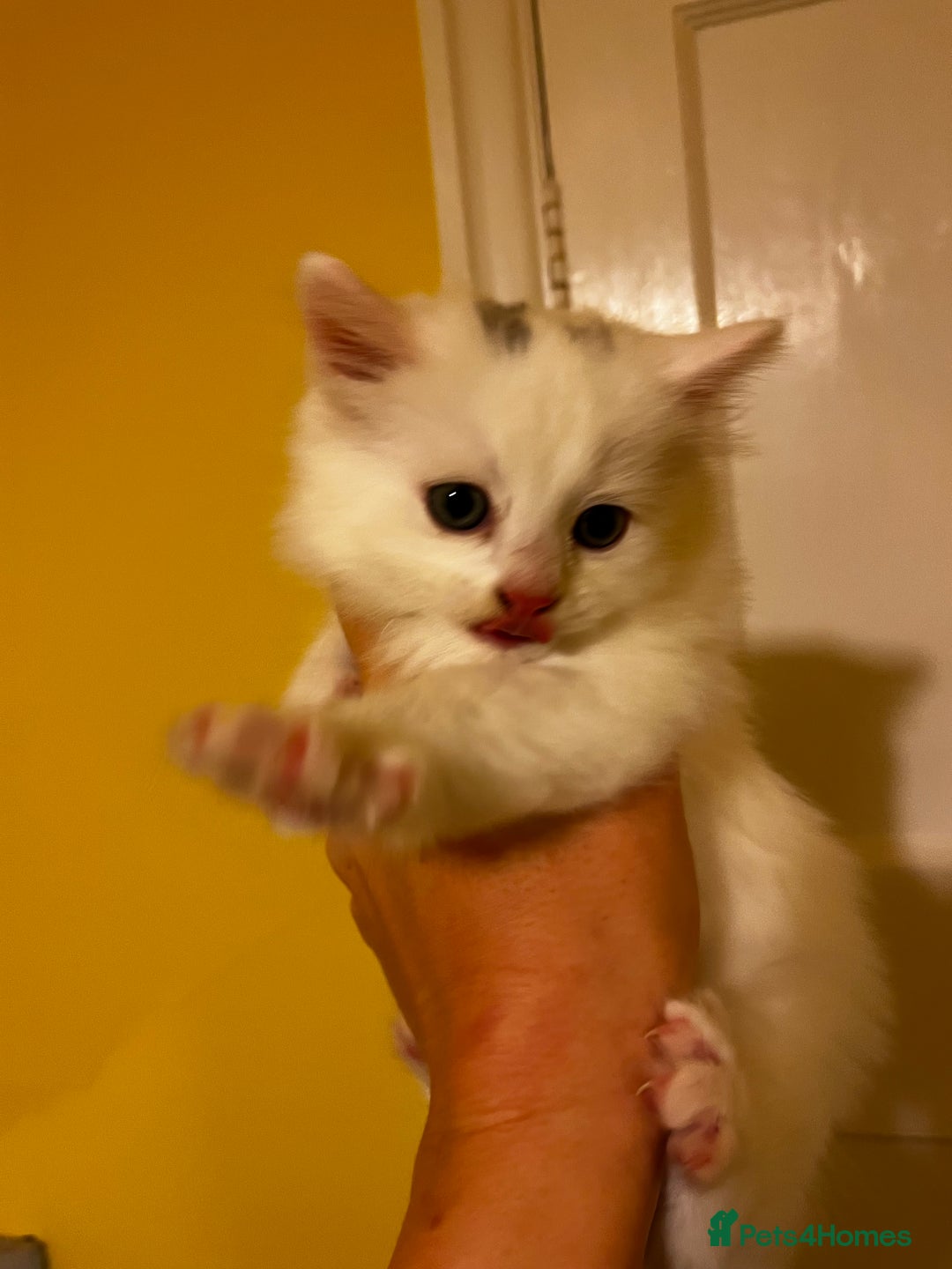Mixed Breed cats for sale: Super cute fluffy snowball kitten  - Advert 3