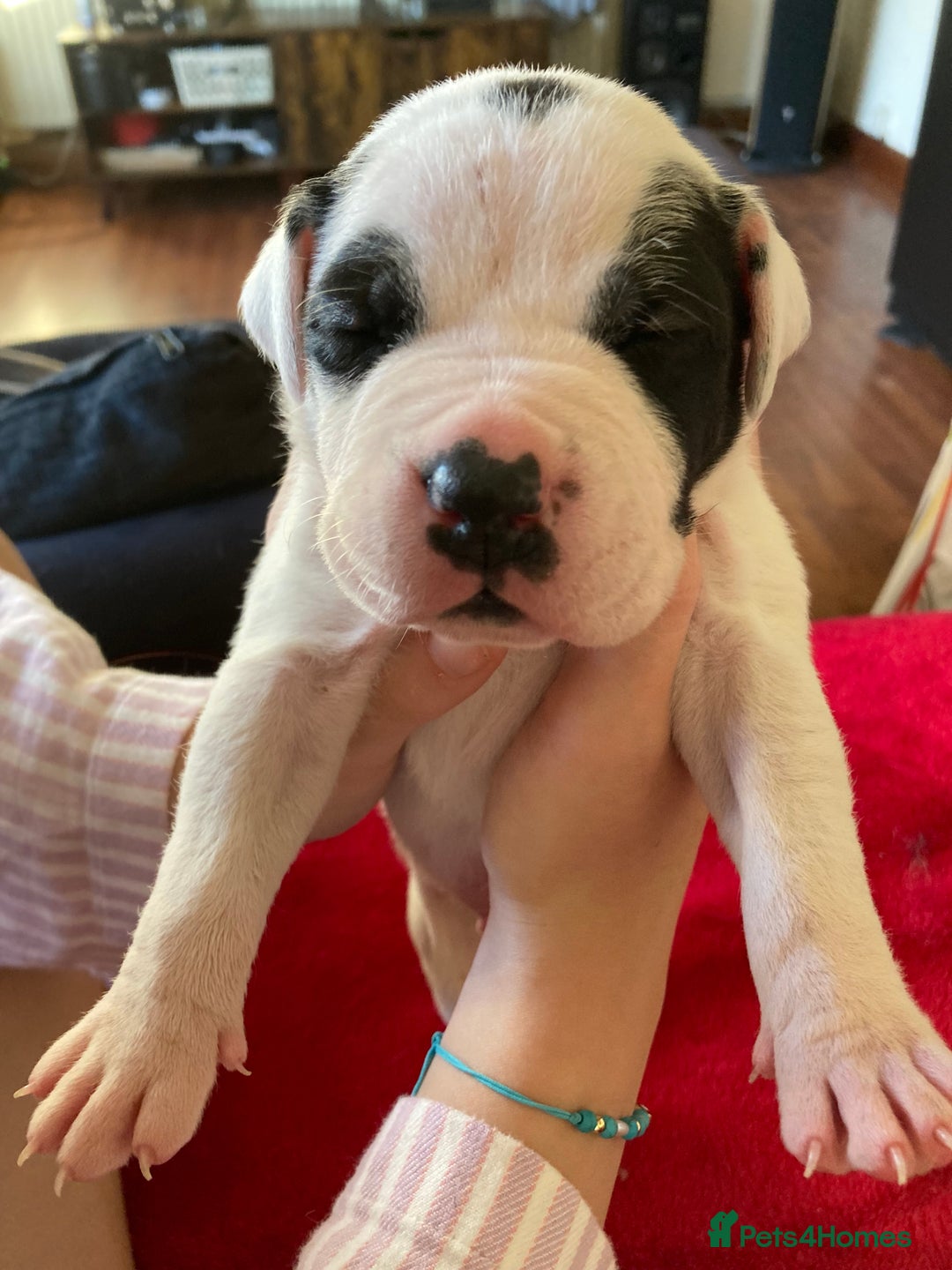 Mixed Breed dogs for sale: Mastiff x Staffy Puppies  - Advert 7