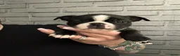 Boston Terrier dogs for sale: Kc Boston Terrier Puppies - Advert 19