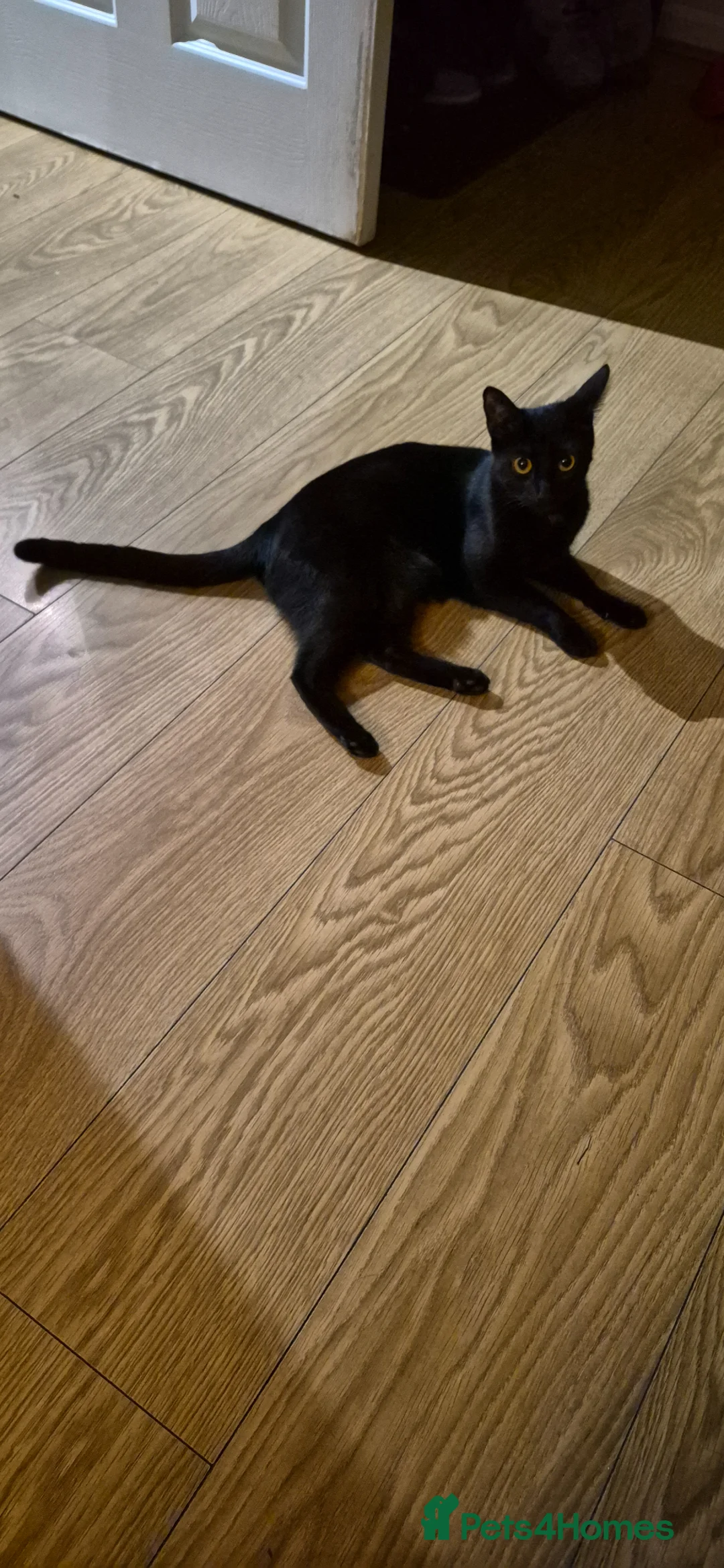 Mixed Breed cats for sale: Mixed Breed Kittens  - Advert 1