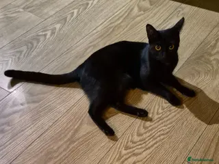 Mixed Breed cats Mixed Breed Kittens - Advert 1