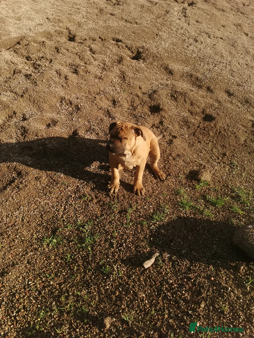 Mixed Breed dogs for sale: American bulldog mastiff cross puppies for sale - Advert 15