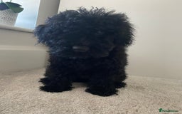 Miniature Poodle dogs for sale: Beautiful miniature poodles  - Advert 17