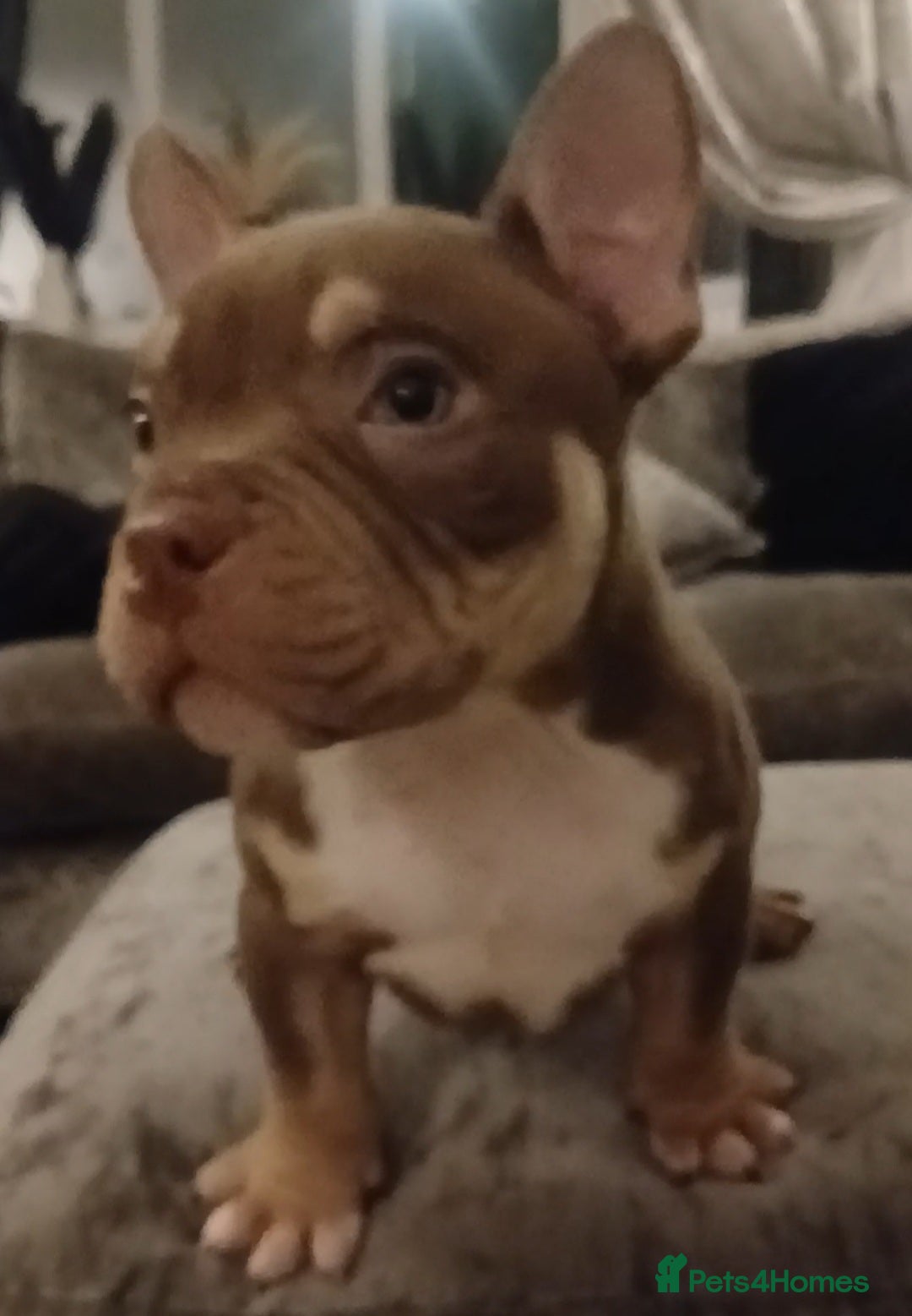 American Bully dogs ABKC best bloodline Ready to go Pocket Bully  - Advert 14