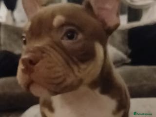 American Bully dogs ABKC best bloodline Ready to go Pocket Bully - Advert 14