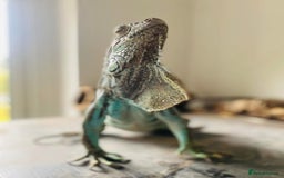 Iguana reptiles for sale: Tank the tame Blue Iguana  - Image 5