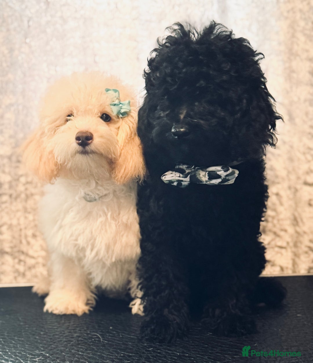 Toy Poodle dogs for sale: REDUCED READY NOW !! 2 beautiful toy poodle babies - Image 5
