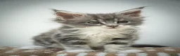 Maine Coon cats for sale: Stunning Maine Coon Kittens – Ready Now - Advert 11